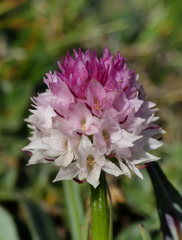La Nigritella widderi a Pizzo di Sevo e Cima Lepri  -  luglio 2025